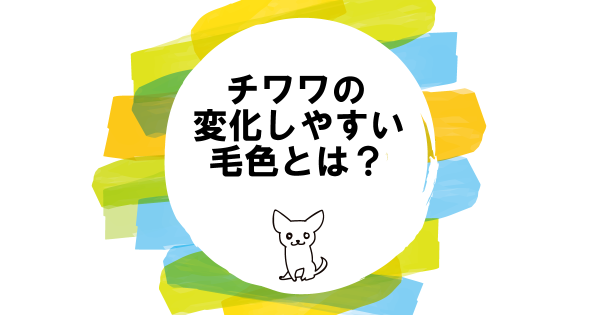 チワワの変化しやすい毛色とは？フォーン､レッド､ホワイトが変わりやすい！