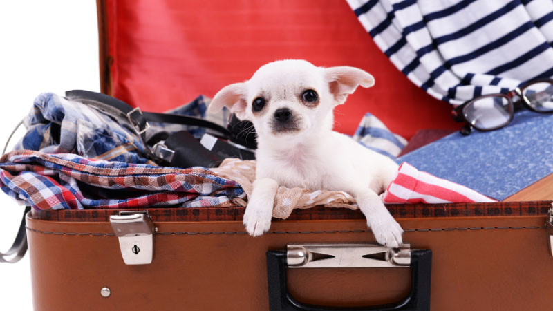 犬との車の旅行にドライブに便利なグッズ