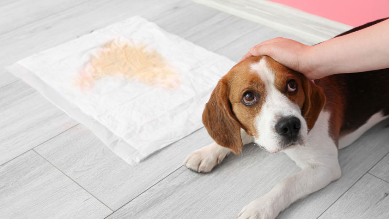 犬のトイレシート交換は定期的に行うことが大切