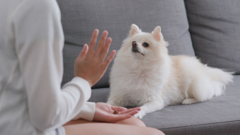 犬が部屋から出る時に吠えないようにする対処法