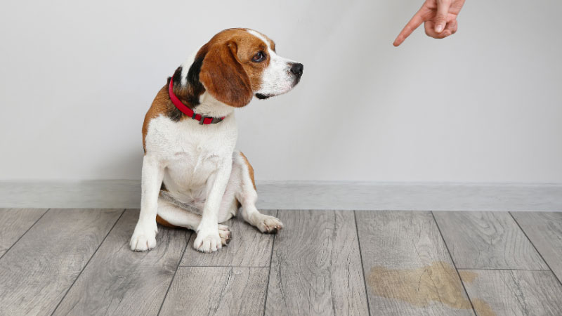 犬のオシっこの匂い消す方法