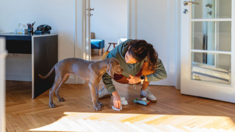 犬のオシっこの匂い消す作業の注意点！