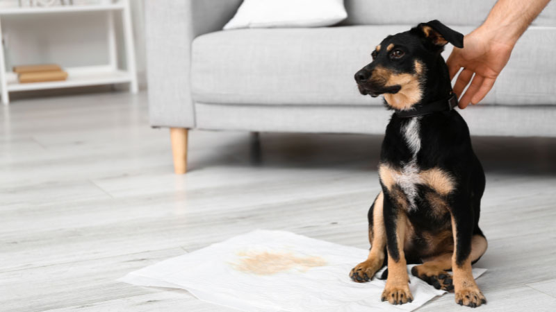 犬のオシっこ匂いを事前に防ぐ予防方法