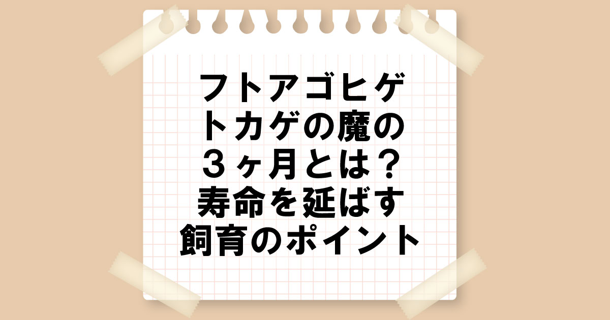 フトアゴヒゲトカゲの魔の３ヶ月とは？寿命を延ばす飼育のポイント