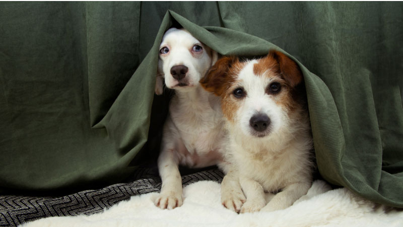 犬が地震が怖がるのはなぜ？