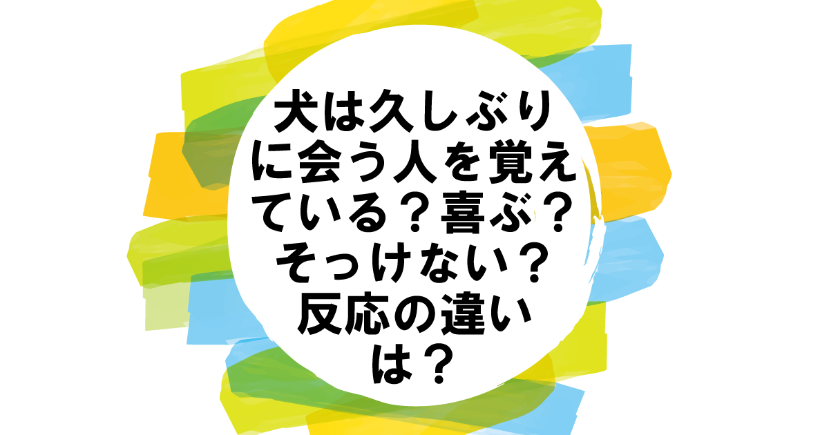 犬は久しぶりに会う人を覚えている？喜ぶ？そっけない？反応の違いとは？