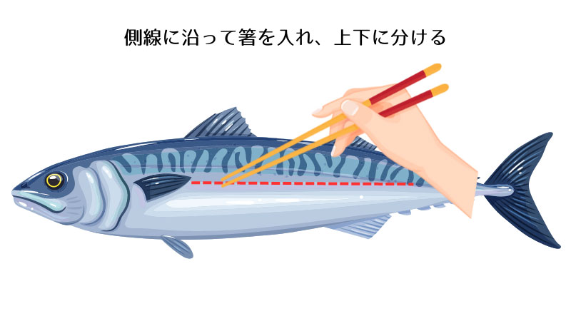 塩焼きや煮つけのきれいな食べ方