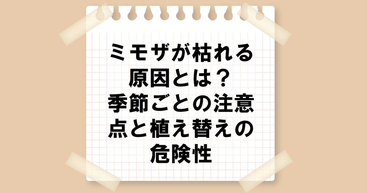 ミモザが枯れる原因とは？季節ごとの注意点と植え替えの危険性