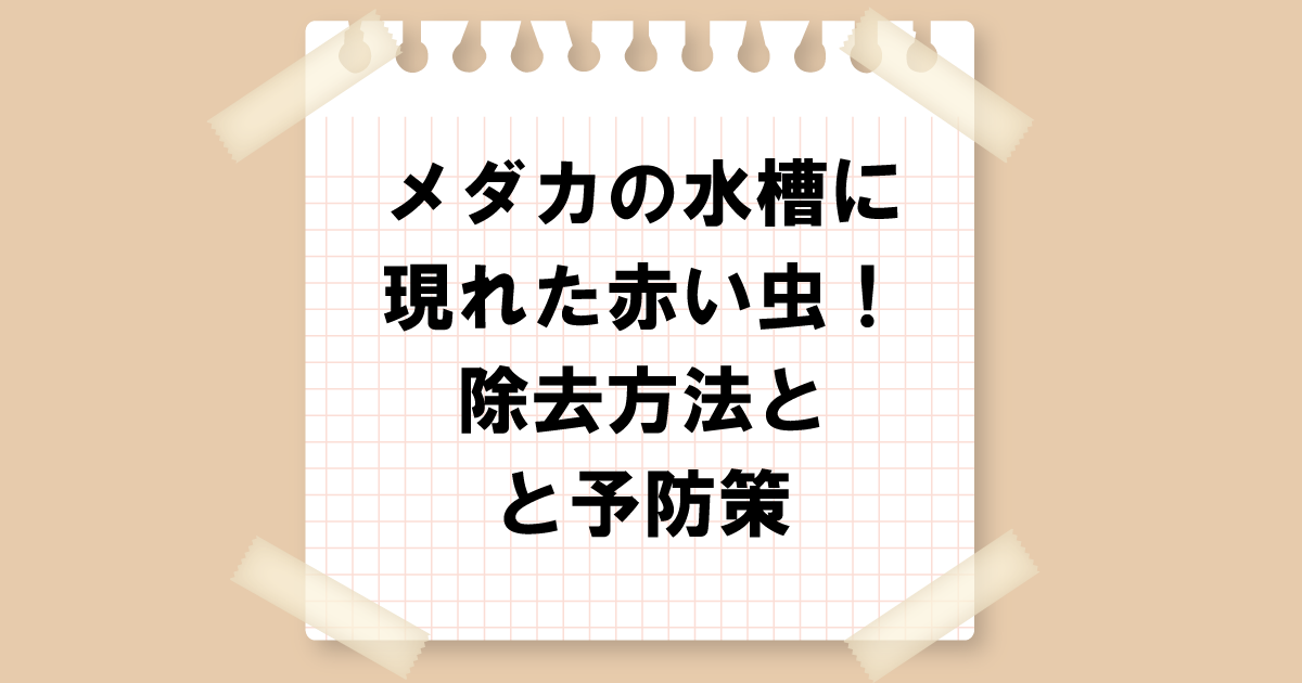 メダカの水槽に現れた赤い虫！除去方法と予防策を詳しく解説