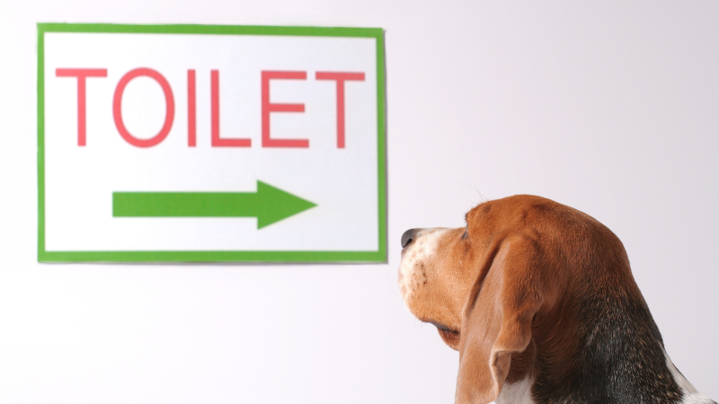 犬のトイレトレーニングがうまくいかない理由と対策のポイント