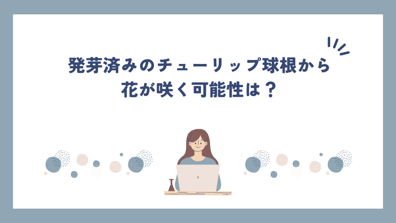 発芽済みのチューリップ球根から花が咲く可能性は？